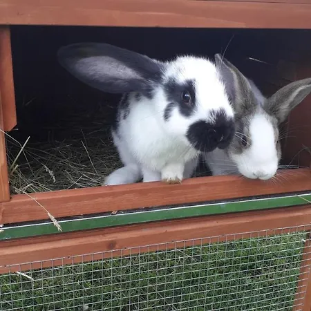 דירה Jelenia ויסלאו