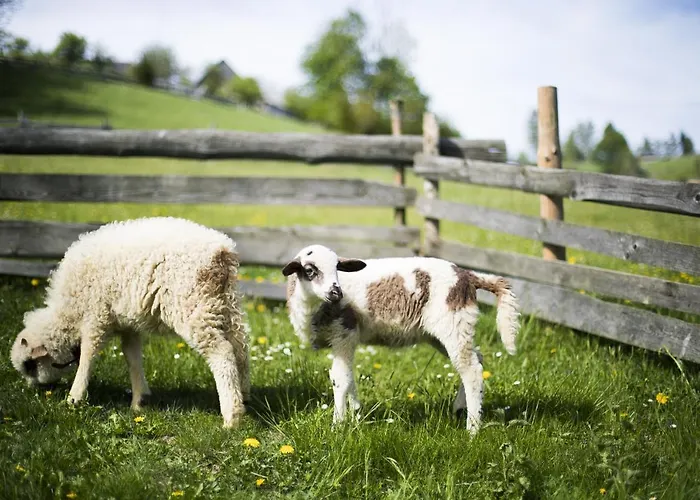 Appartement Jelenia *